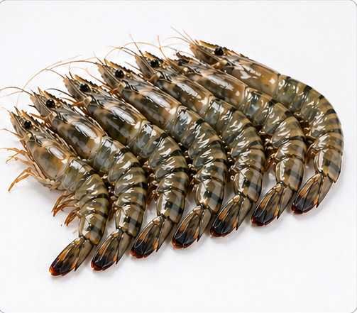 40 Count Prawns